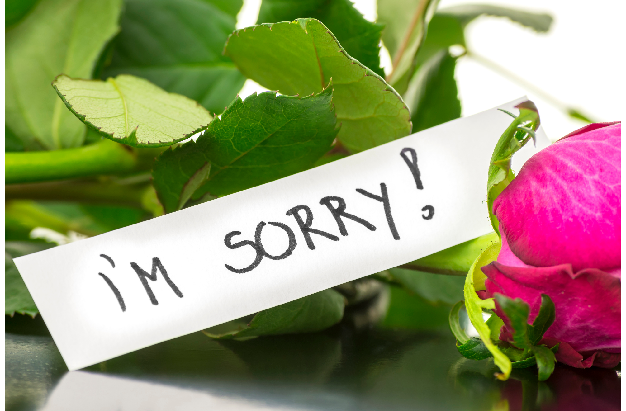 Apology flowers