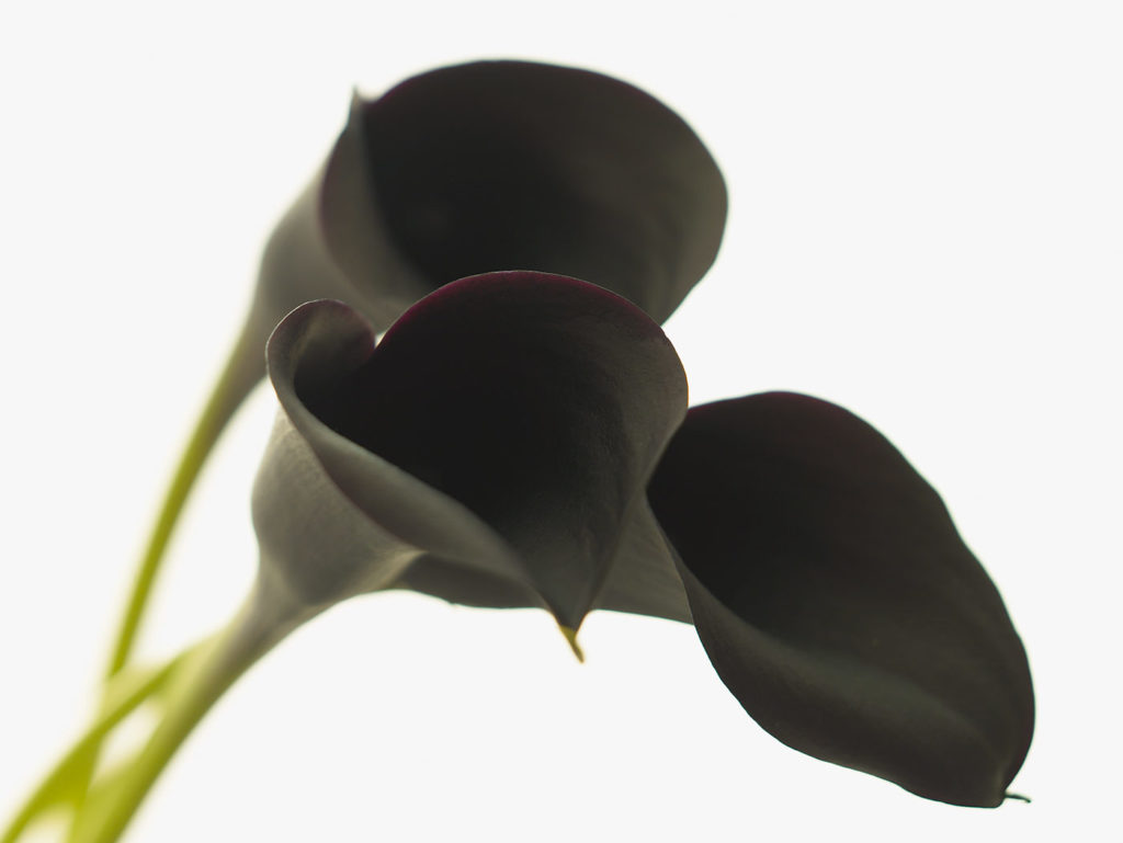 black calla lilies